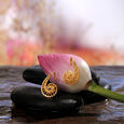 Golden Spiral Stud Earrings,,hi-res image number null